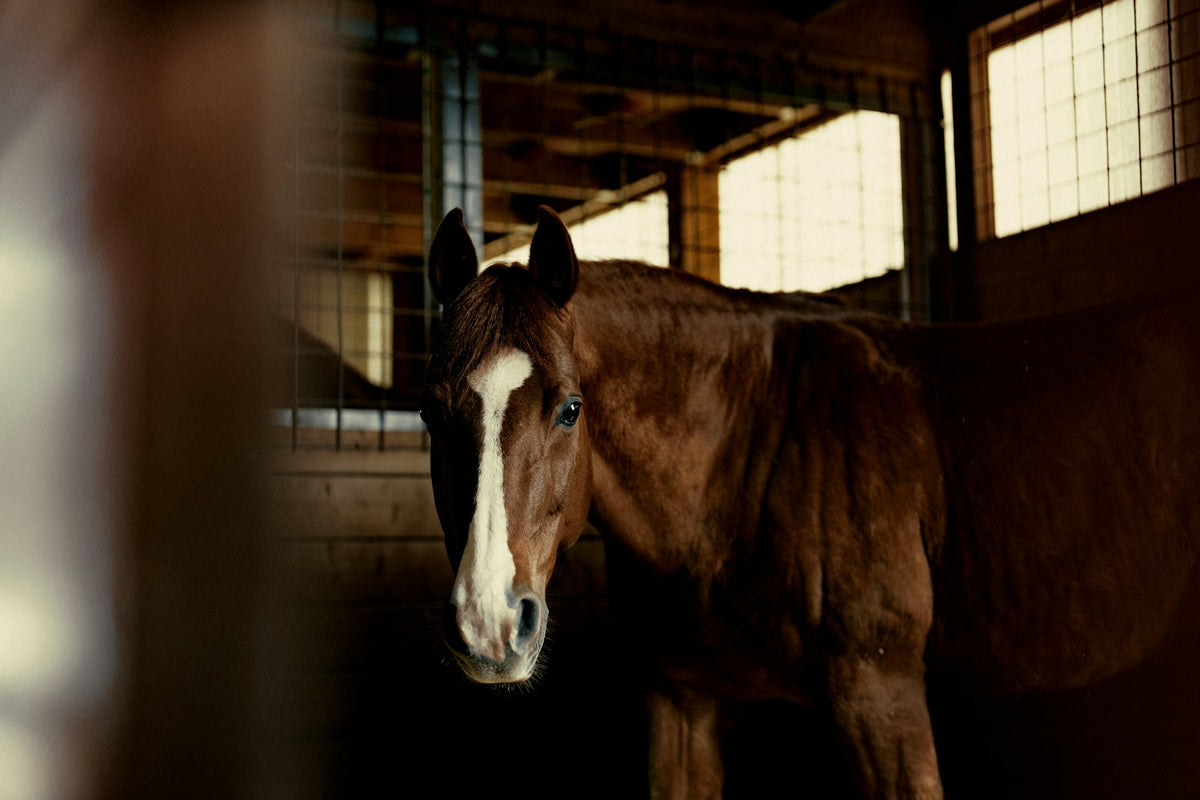 Warm barn interior with a horse